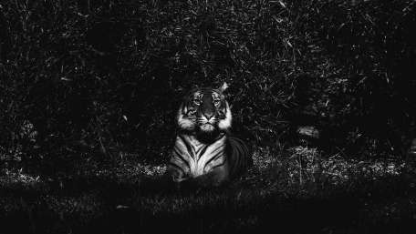 Tiger - Black and white photography wallpaper