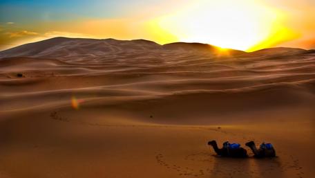 Camels at the foot of the sand dunes wallpaper