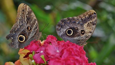 Butterflies on the red flower - Macro photography wallpaper