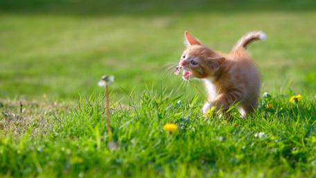 Cute baby kitten wallpaper