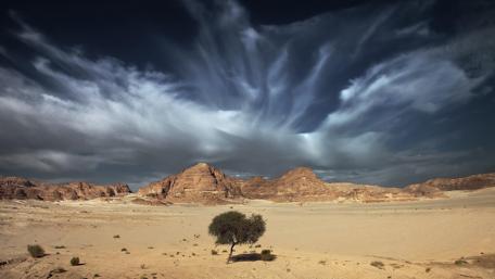 Lone desert tree wallpaper