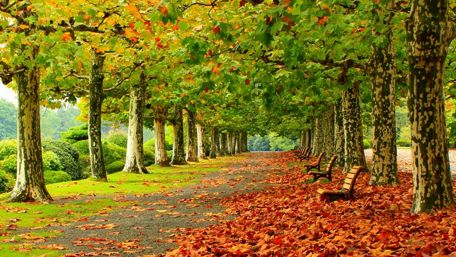 Beginning of autumn in the park wallpaper