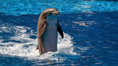 Graceful Dolphin in Blue Waters wallpaper