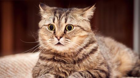 Cute cat face wallpaper