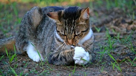 Serene Cat in Nature Setting wallpaper