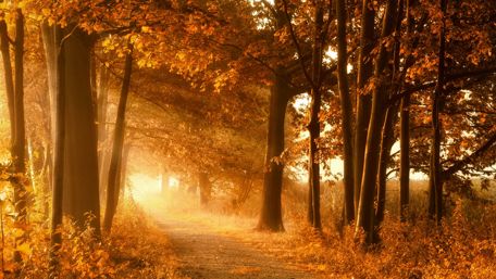Autumn sunray wallpaper