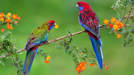 Parrott couple in a branch wallpaper