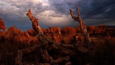 Disappearing Poplar forest - Tianshan Forest, China wallpaper