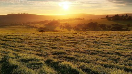 Hillside fields at morning wallpaper