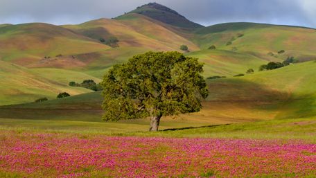 Lone tree at the foothills - Big Sur, California wallpaper