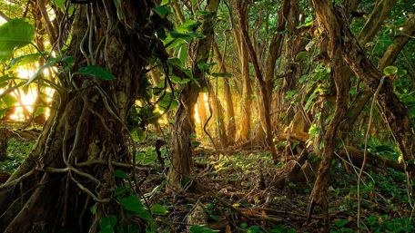 Tropical Jungle wallpaper