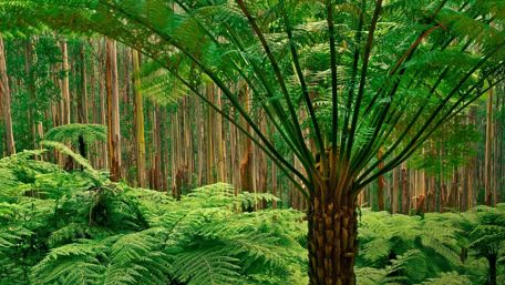 Dandenong Ranges National Park - Australia wallpaper