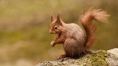 Squirrel on a tree wallpaper