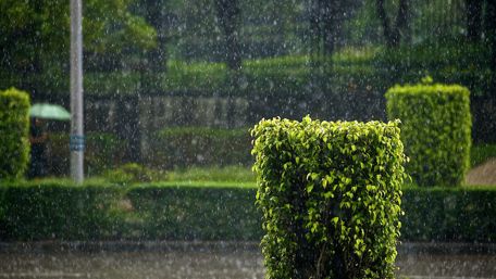 Refreshing Rainfall in a Green Park wallpaper