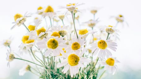 Camomile bouquet wallpaper