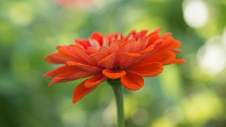Red gerbera flower wallpaper