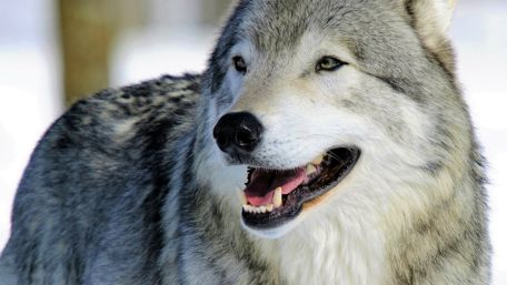 Wolf portrait wallpaper