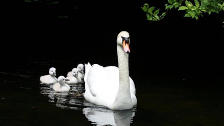 Swan family wallpaper