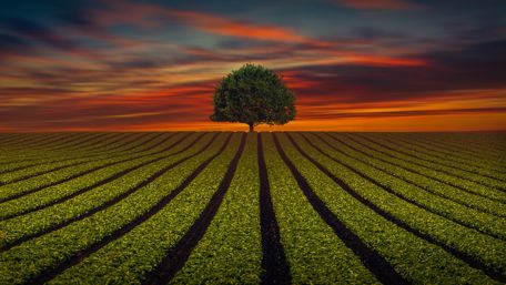 Lone tree on the horizon wallpaper