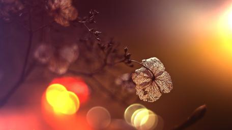 Dried plant with bokeh lights - Macro photography wallpaper