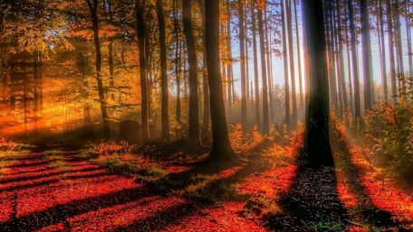 Ray of lights through the forest wallpaper