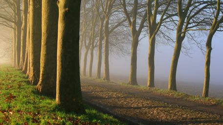 Misty tree alley wallpaper
