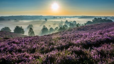 Hoge Veluwe National Park - Netherlands wallpaper