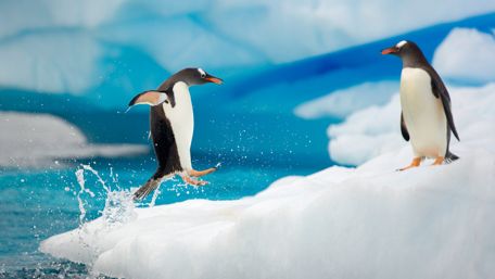 Funny Penguin couple wallpaper