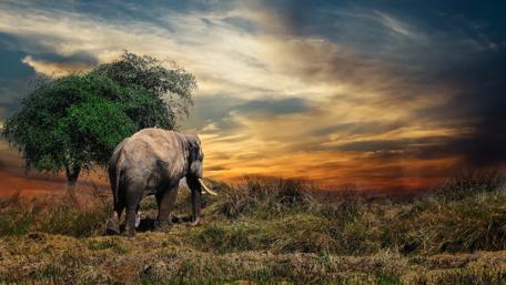 Elephant walking around wallpaper