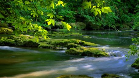 Stream in the forest wallpaper