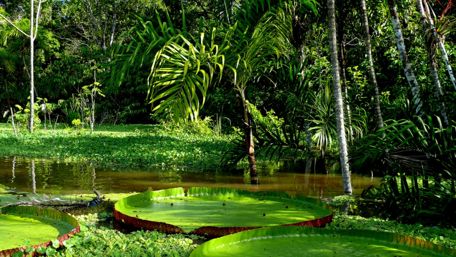 Large Victoria Regia Leafs - Peru wallpaper