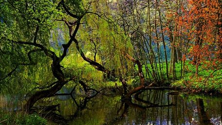 Swamp in the forest wallpaper