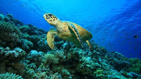 Sea Turtle wallpaper