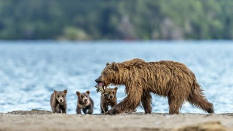 Brown bear family wallpaper