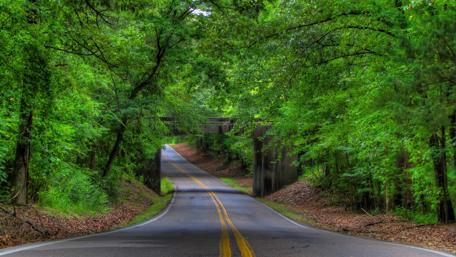 Tree-Lined road wallpaper