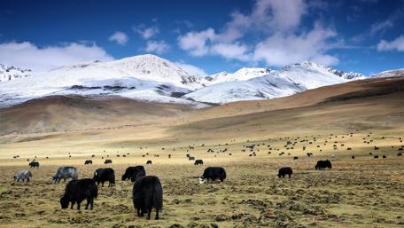 Yak palateau - Mao Wu Prairie, Tibet wallpaper