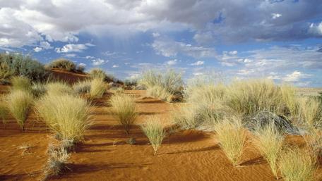 Kgalagadi Transfrontier Park - South African National Park wallpaper