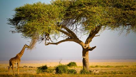 Masai Mara National Reserve - Kenya, Africa wallpaper