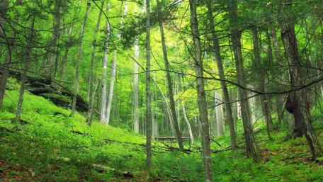 Deep forest wallpaper