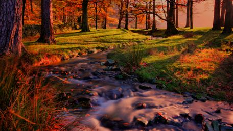 Beautiful autumn colors in the forest wallpaper