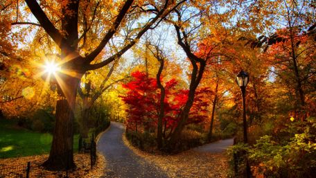 Autumn sunshine in the park wallpaper