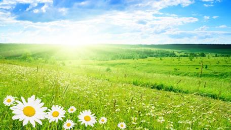 Morning sunshine above the flower field☀️ wallpaper