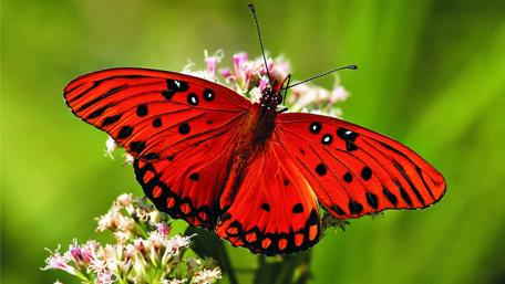 Red butterfly wallpaper