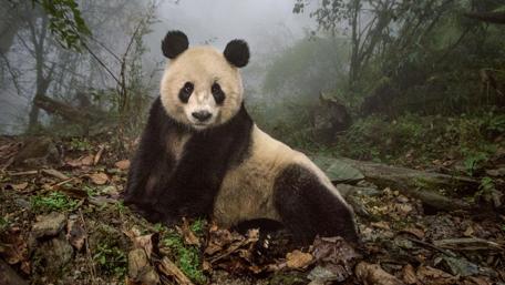 Wolong Giant Panda Nature Reserve - China wallpaper