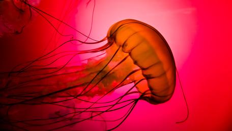 Red jellyfish wallpaper
