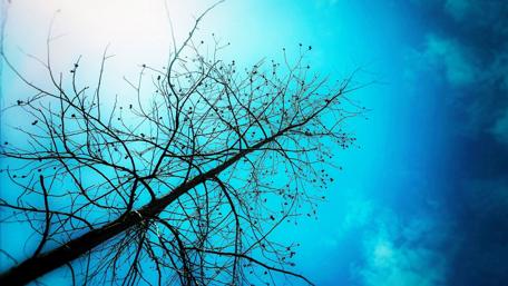 Tall tree wallpaper
