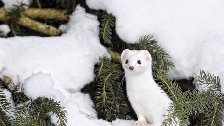 Ermine in the snow wallpaper