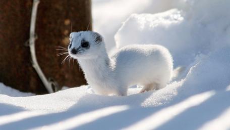 Stoat in the snow wallpaper