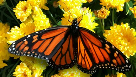 Beautiful butterfly wallpaper