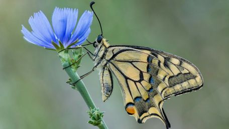 Butterfly - Macro photography wallpaper
